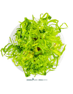 Pogostemon quadrifolius In Vitro Cup - Aquabota.com