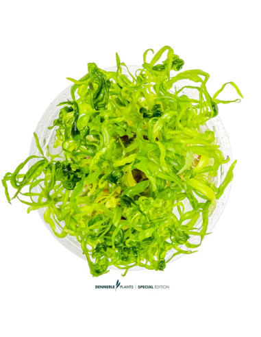Pogostemon quadrifolius In Vitro Cup - Aquabota.com