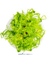 Pogostemon quadrifolius In Vitro Cup - Aquabota.com