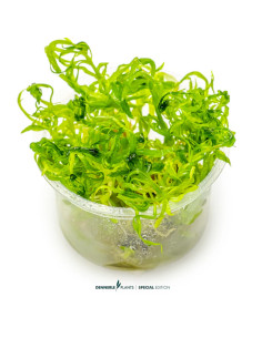 Pogostemon quadrifolius - In Vitro Cup 5,75 €