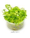 Pogostemon quadrifolius In Vitro Cup - Aquabota.com