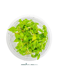 Staurogyne Porto Velho - Invitro 5,75 €
