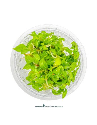 Staurogyne Porto Velho - Invitro 5,75 €