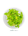 Staurogyne Porto Velho - Invitro 5,75 €