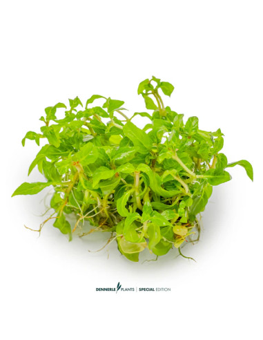 Staurogyne Porto Velho - Invitro 5,75 €