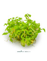 Staurogyne Porto Velho - Invitro 5,75 €