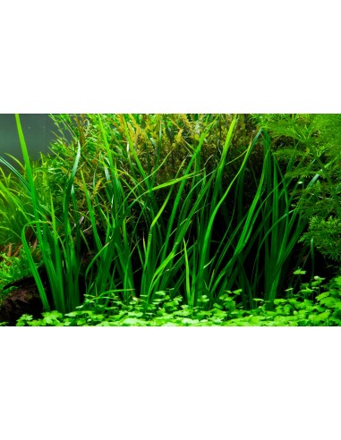 Cyperus helferi  - 2