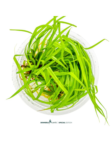 Cyperus helferi - Aquabota.com