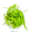 Cyperus helferi - Aquabota.com