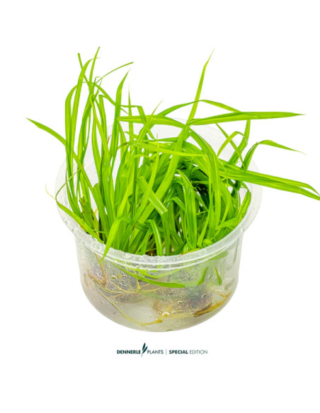 Cyperus helferi - Aquabota.com