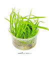 Cyperus helferi - Aquabota.com