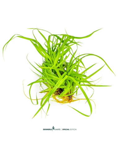 Cyperus helferi - Aquabota.com
