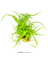 Cyperus helferi - Aquabota.com