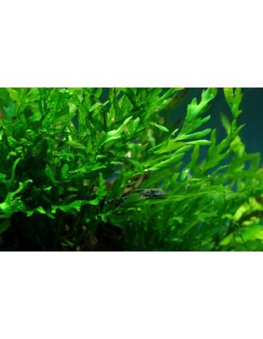 Bolbitis heudelotii  - 4