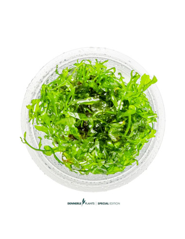 Bolbitis heudelotii - Aquabota.com