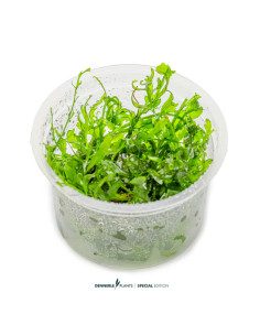 Bolbitis heudelotii - Aquabota.com