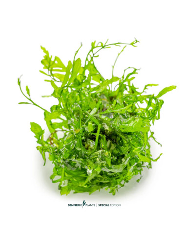 Bolbitis heudelotii - Aquabota.com
