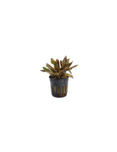 Cryptocoryne Florida Sunset - 1