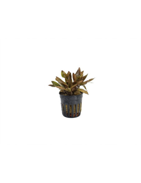 Cryptocoryne Florida Sunset - 1