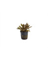 Cryptocoryne Florida Sunset - 1