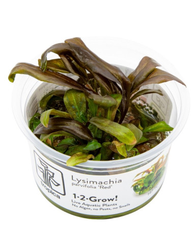 Lysimachia parvifolia red - In vitro Tropica