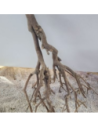 Branches de murier +/-40cm