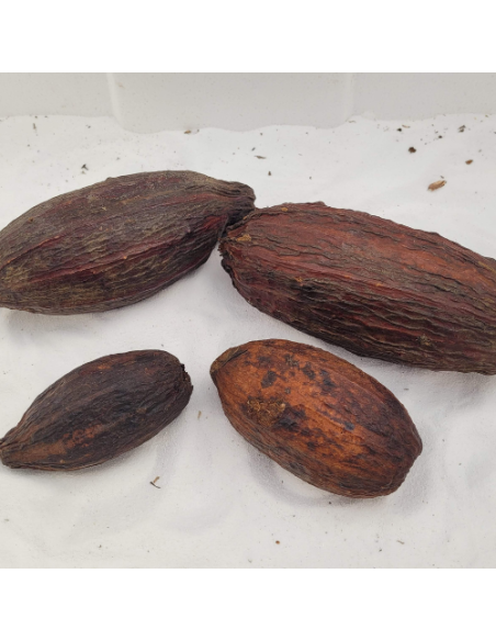 Cabosses de cacao entières