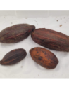 Cabosses de cacao entières