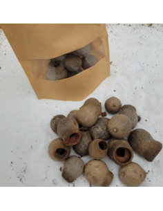 Cosses d'eucalyptus +/-50gr sous kraft