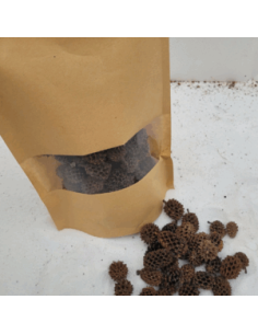 Cônes de Casuarina +/-50gr sous kraft