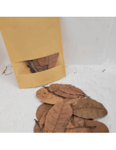Feuilles de cajou +/-10gr sous kraft (Anacardium occidentale)