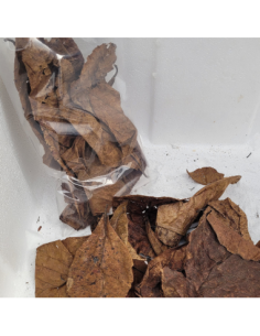 Feuilles de catappa vrac +/-20gr