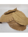 Feuilles de sal (Shorea robusta) +/- 10gr sous kraf