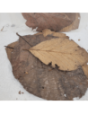 Feuilles de teck +/-10gr sous kraf (Tectona grandis)