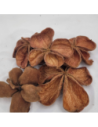 Fleurs de Lotus