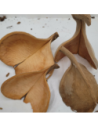 Fruit de Guatambu A. parvifolium double