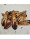 Fruit du Mahogani