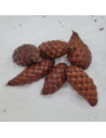 Fruit du palmier raphia (Raphia farinifera)