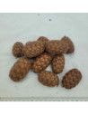 Fruit du palmier raphia (Raphia taedigera)
