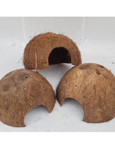Noix de coco 1/2 Vertical avec ecorce