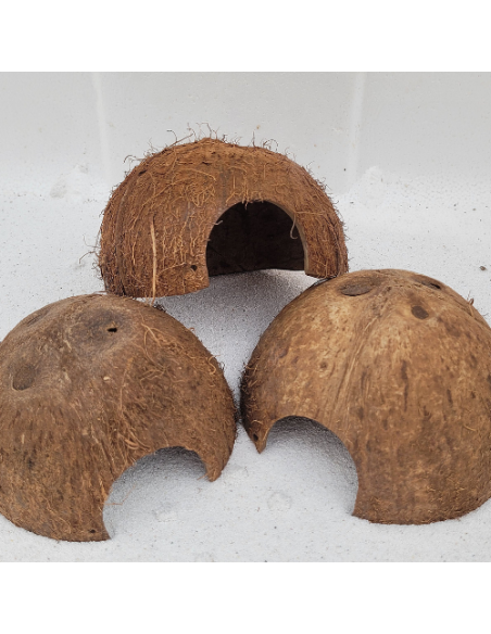 Noix de coco 1/2 sans écorce avec trou au dessus