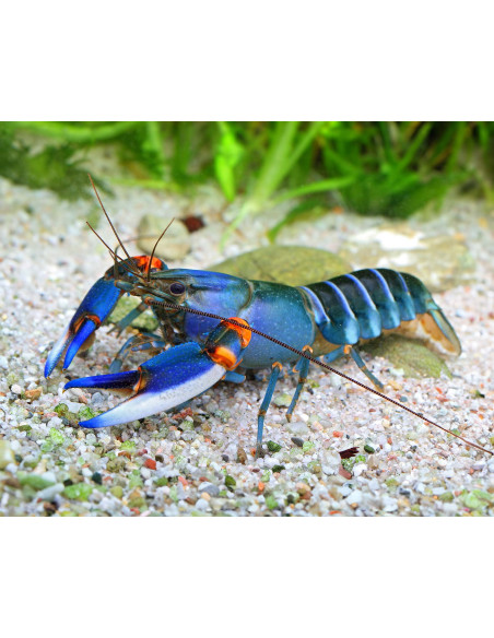 Cherax alciae ("Blue Kong") 6-8cm