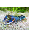 Cherax alciae ("Blue Kong") 6-8cm