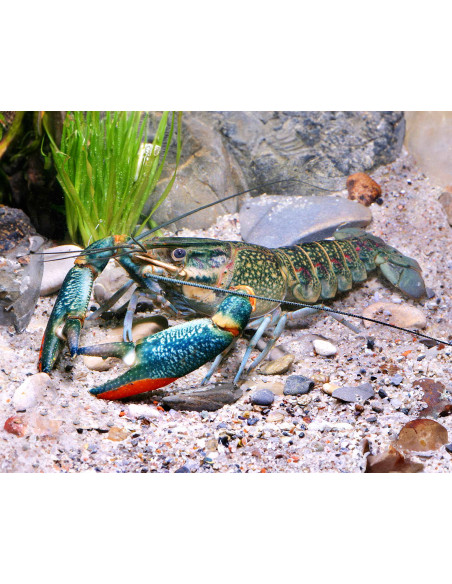 Four-horned cichlid