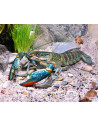 Four-horned cichlid