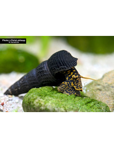 Tylomelania towutensis  4-5cm Wild