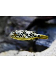 Tetraodon schoutedeni (élevage)
