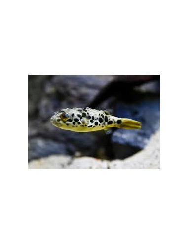 Schouten's pufferfish (farmed)