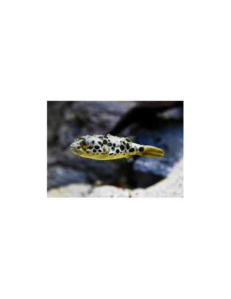 Schouten's pufferfish (farmed)