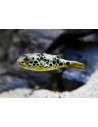 Schouten's pufferfish (farmed)